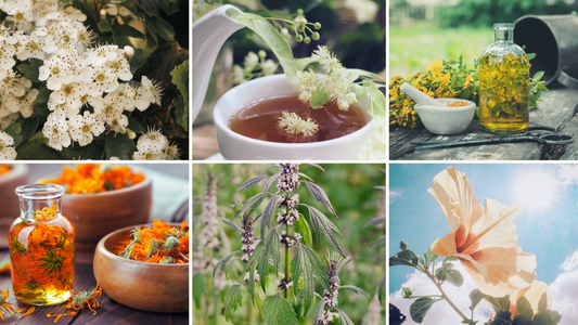 Embracing the Solar Heart: Leo’s Botanical Allies