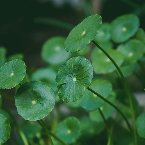Meet Gotu Kola: A Botanical for Skin, Mind, and Longevity