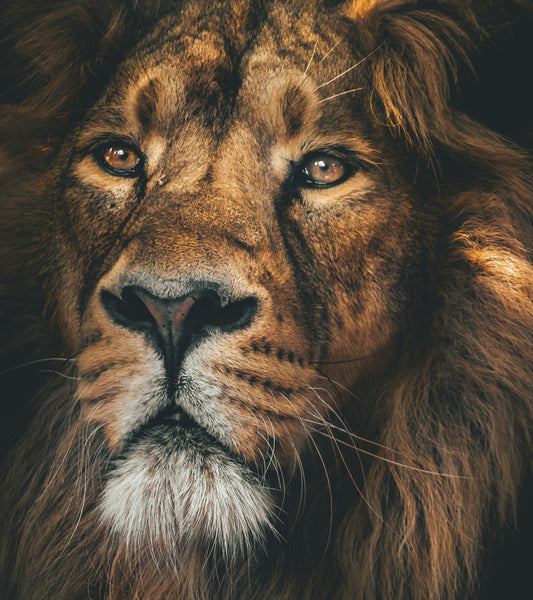 There’s No Lion in Lionsgate